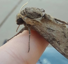 Ceratomia catalpae
