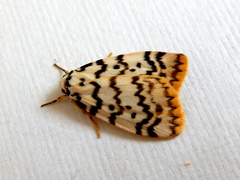 Hectobrocha pentacyma