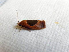 Hoplomorpha abalienella