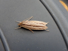 Leistarcha scitissimella