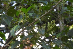 Miconia glaberrima