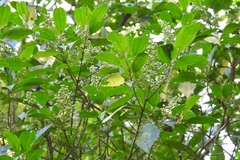 Miconia glaberrima