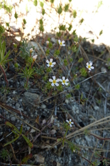 Leptosiphon ciliatus