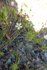 Leptosiphon ciliatus