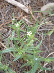 Microsteris gracilis