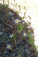 Leptosiphon ciliatus