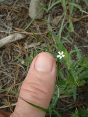Microsteris gracilis