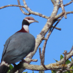 Ducula mullerii