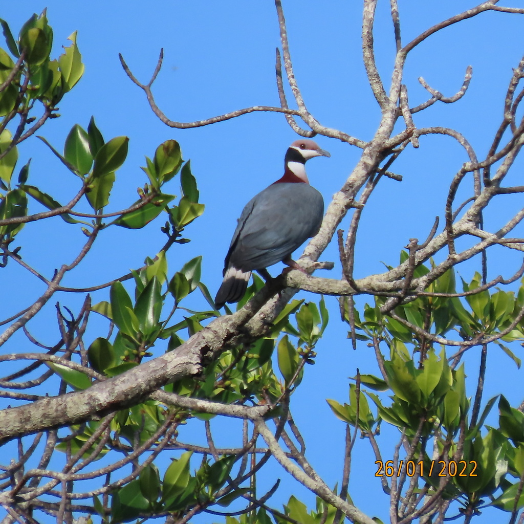 Collared Imperial-Pigeon