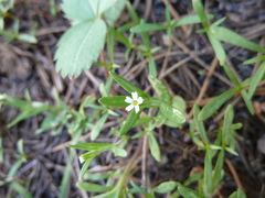 Microsteris gracilis