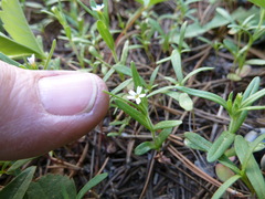 Microsteris gracilis