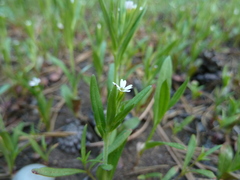 Microsteris gracilis