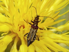 Oedemera basalis