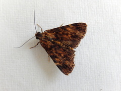 Salma cinerascens