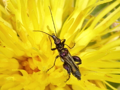 Oedemera basalis