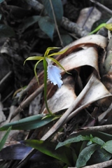 Rhynchostele stellata