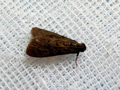 Stericta carbonalis
