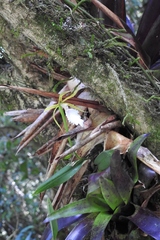 Rhynchostele stellata