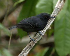 Plumbeous Antvireo photo 1