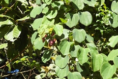 Passiflora membranacea