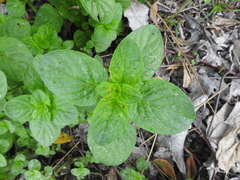 Mentha × rotundifolia