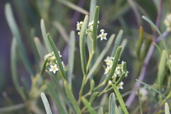 Myoporum platycarpum platycarpum