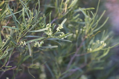 Myoporum platycarpum platycarpum