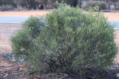 Myoporum platycarpum platycarpum