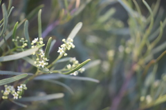 Myoporum platycarpum platycarpum