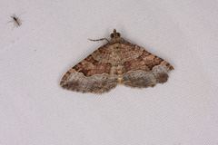 Epyaxa centroneura