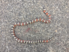 Lampropeltis zonata