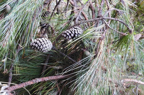 Pinus tecunumanii, photograph 5