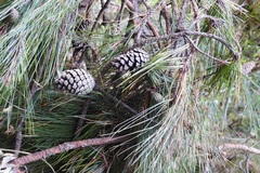 Pinus tecunumanii