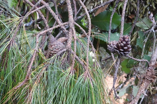 Pinus tecunumanii, photograph 6