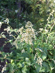 Koenigia phytolaccifolia