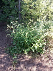 Koenigia phytolaccifolia