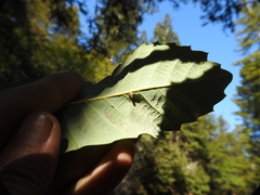Andricus notholithocarpi