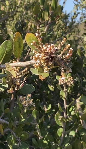 iNaturalist observation photo of lemonade berry