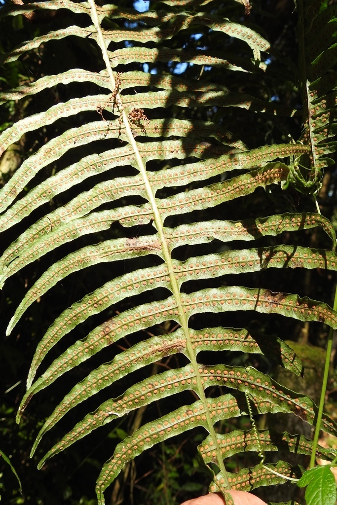 Serpocaulon falcaria