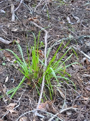 Anthoxanthum occidentale