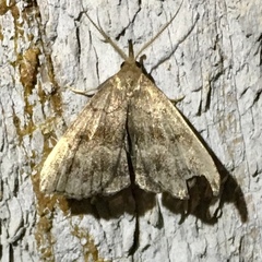 Phalaenostola larentioides