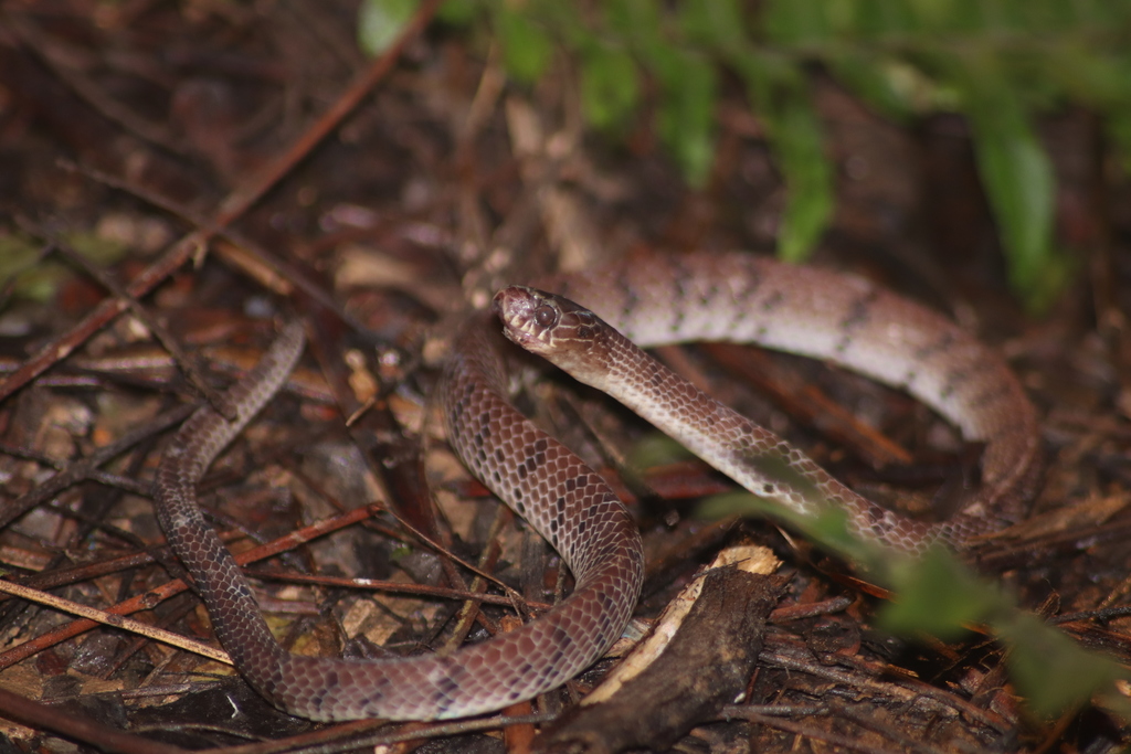 Smooth Slug-eating Snake