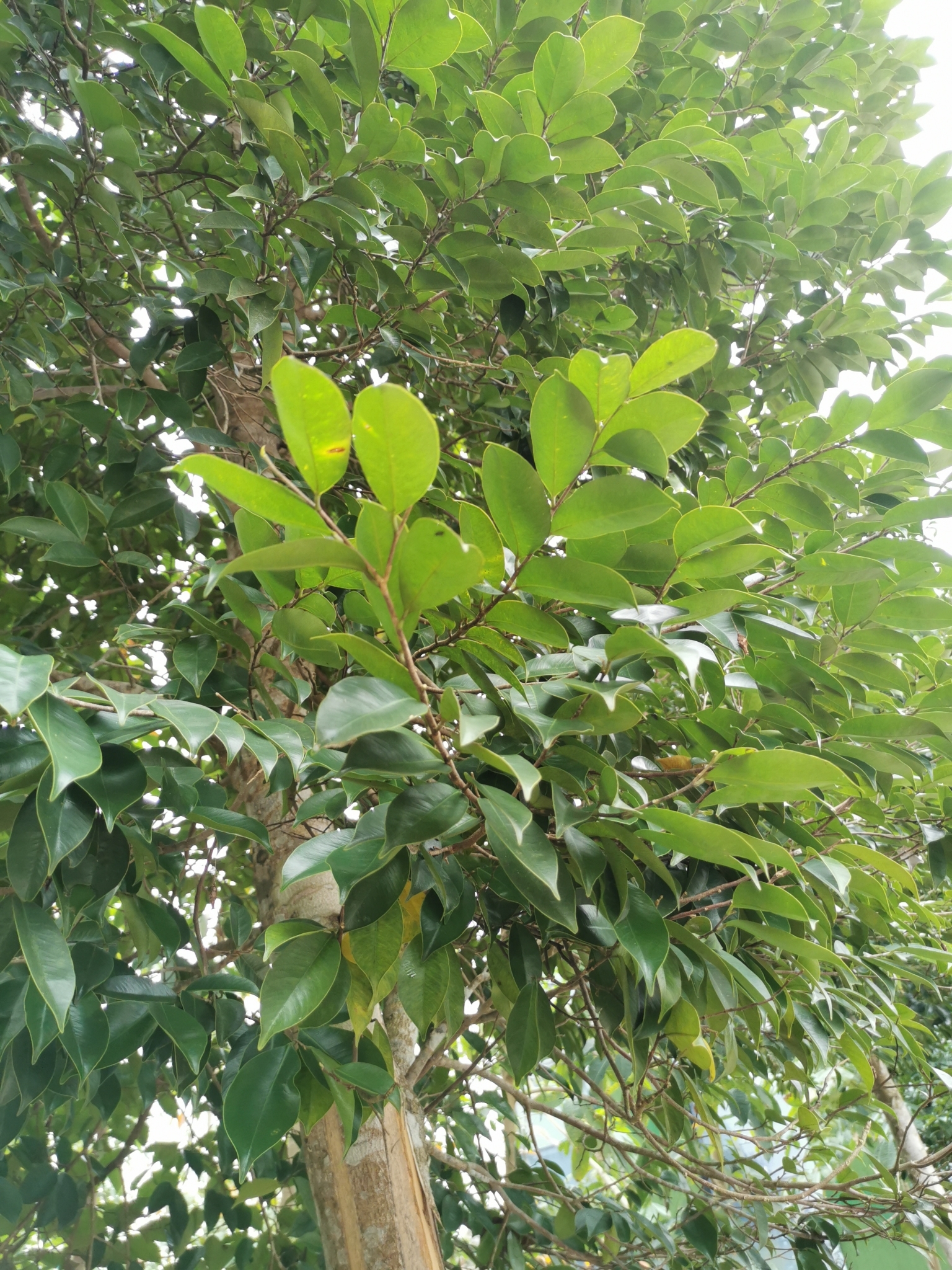 Imagem de Tajá