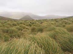 Chionochloa antarctica