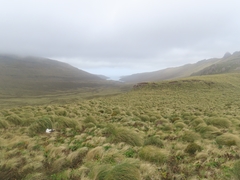 Chionochloa antarctica