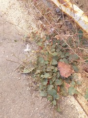 Boerhavia coccinea