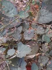 Boerhavia coccinea