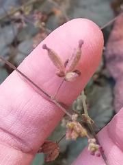 Boerhavia coccinea