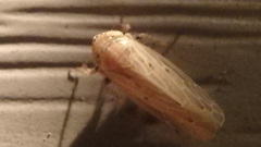 Amplicephalus osborni