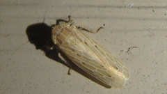 Amplicephalus osborni